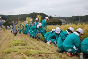 H21 稲刈り体験①